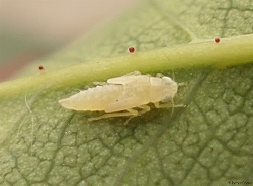 Leafhopper