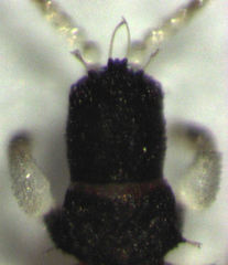 Baenothrips moundi