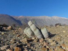 Copiapoa gigantea