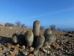Copiapoa gigantea
