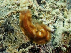 Enchiridium magec