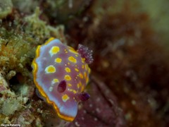 Felimida luteopunctata