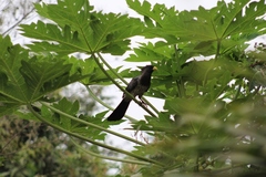 Crinifer piscator