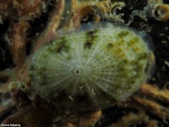 Diodora gibberula