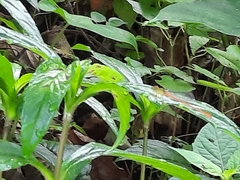 Ceriagrion auranticum