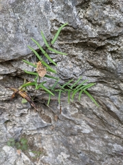 Pellaea atropurpurea