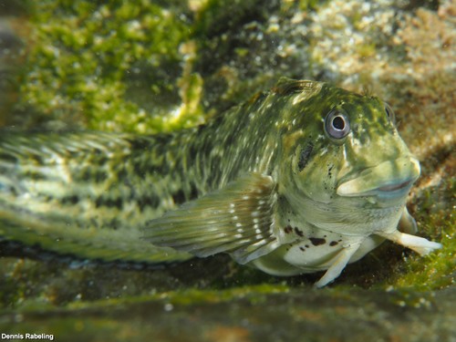 Rock-pool Blenny