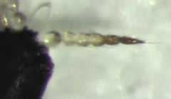 Baenothrips moundi