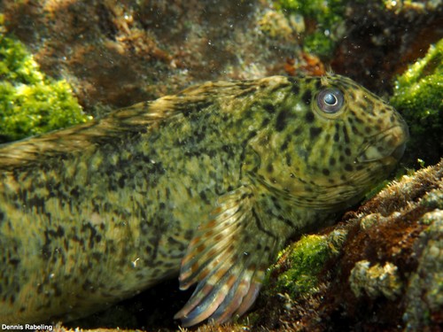 Rusty Blenny, photo 5 of 7
