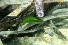 Stethojulis interrupta