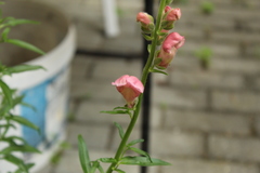 Antirrhinum majus