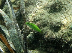Stethojulis interrupta