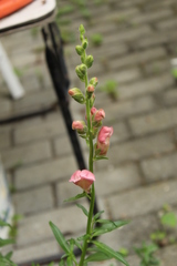 Antirrhinum majus