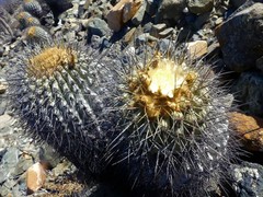 Copiapoa gigantea