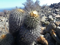 Copiapoa gigantea
