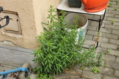 Antirrhinum majus