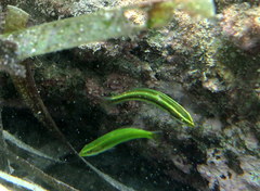 Stethojulis interrupta