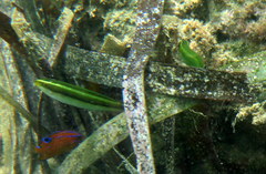 Stethojulis interrupta
