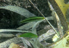 Stethojulis interrupta