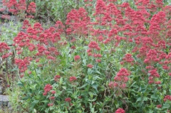 Centranthus ruber