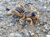 Black-headed Jerusalem Cricket - Photo (c) joshuasexton, some rights reserved (CC BY-NC-ND), uploaded by joshuasexton