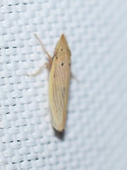 Draeculacephala septemguttata