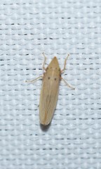 Draeculacephala septemguttata