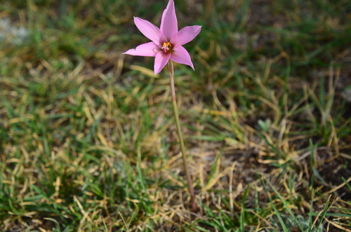 Image of Zephyranthes gracilifolia by (c) Lauu, some rights reserved (CC BY)