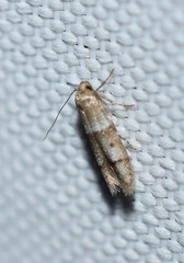 Elachistidae