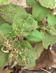 Eriophyes emarginatae