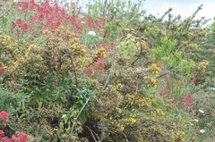 Ulex europaeus