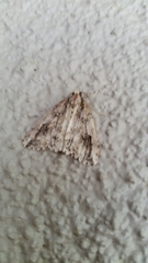 Pseudocoremia rudisata