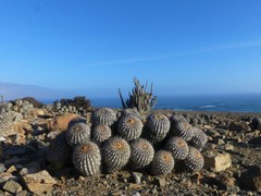 Copiapoa gigantea