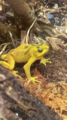 Atelopus zeteki