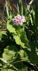 Valeriana pyrenaica