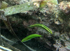 Stethojulis interrupta
