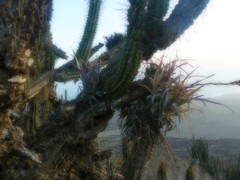 Tillandsia geissei