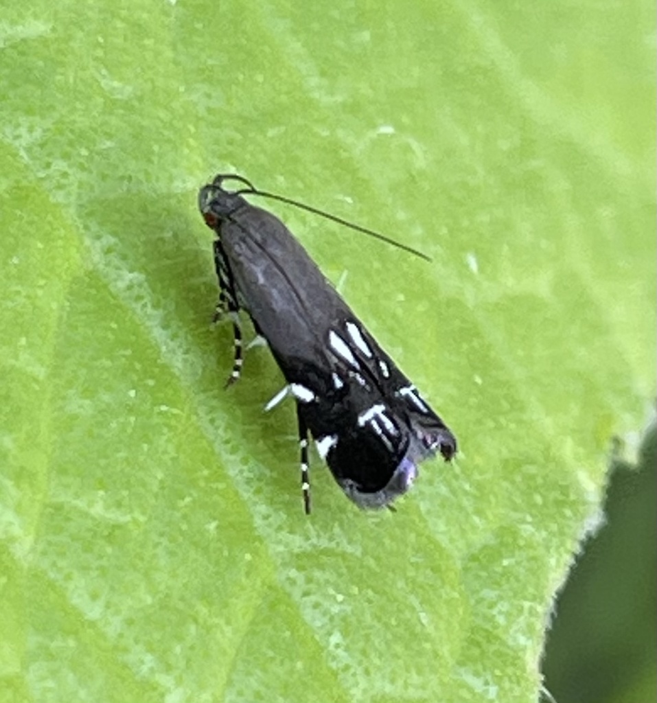 Silver-dashed Anacampsis