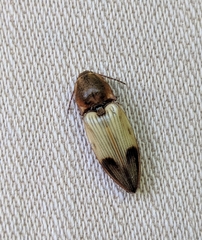 Stropenron hamata