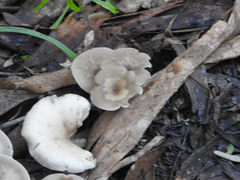 Singerocybe clitocyboides
