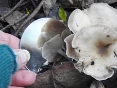 Singerocybe clitocyboides