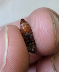 Stropenron hamata