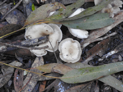 Singerocybe clitocyboides
