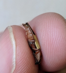 Stropenron hamata