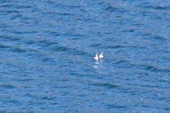 Podiceps occipitalis juninensis