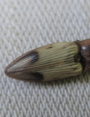 Stropenron hamata