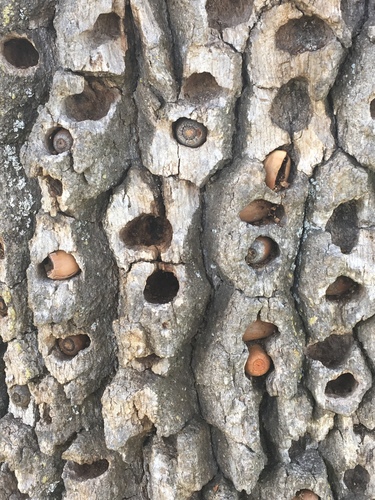iNaturalist observation photo of oaks