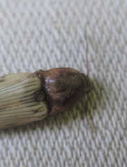 Stropenron hamata