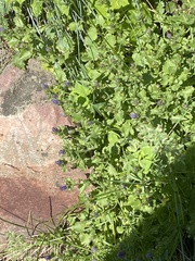 Platycodon