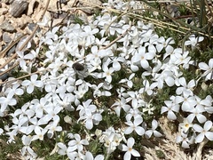 Linanthus caespitosus